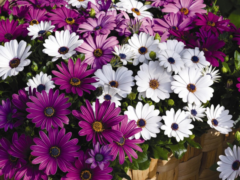 Osteospermum appearance