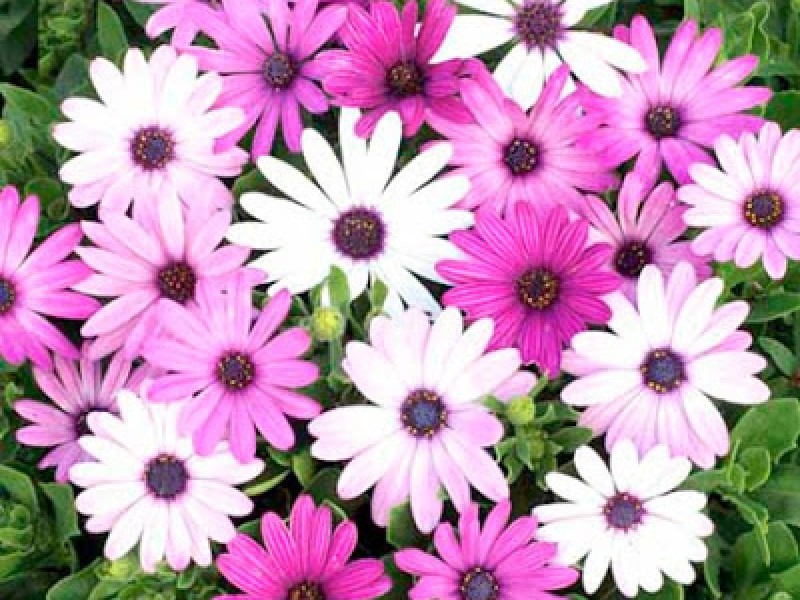 Seedlings of flowers - Osteospermum