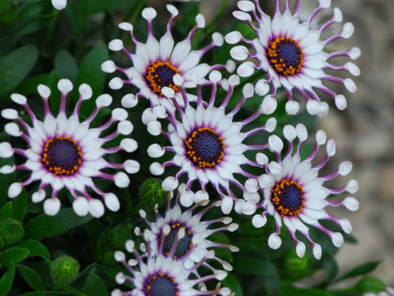 Osteospermum in the garden