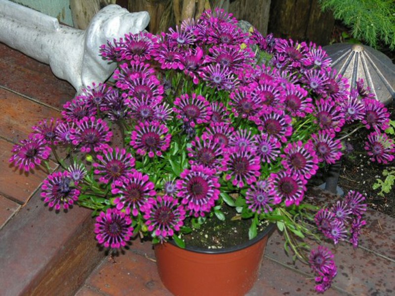 Seedlings of flowers - Osteospermum