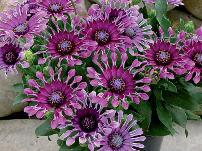 Breeding the osteospermum flower