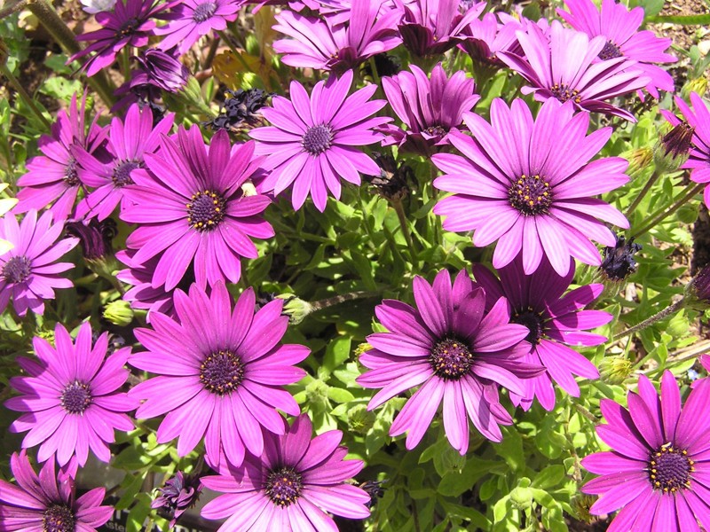 How to care for osteospermum