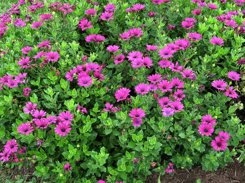 Features of growing osteospermum