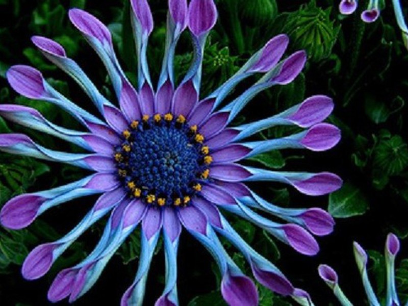 Cape daisy or Osteospermum