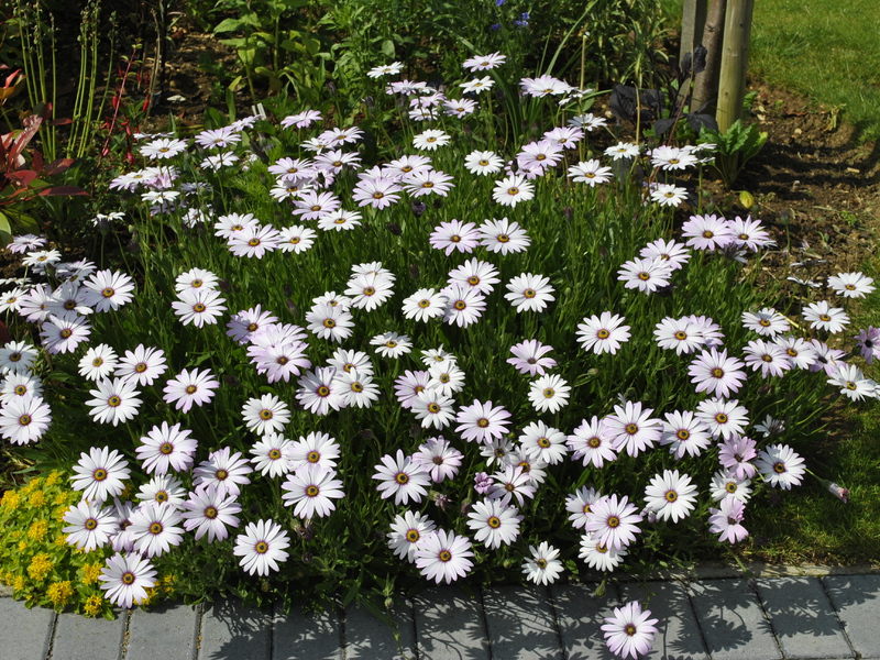 What does an osteospermum flower look like?