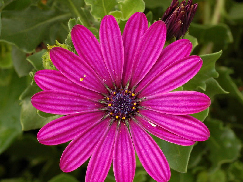 Conditions for the reproduction of osteospermum