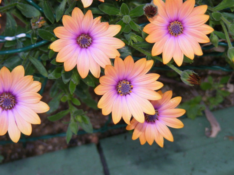 Osteospermum in the garden