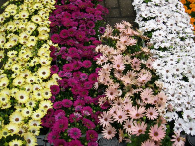 Osteospermum flowering period