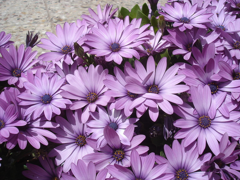 Cape daisy or Osteospermum