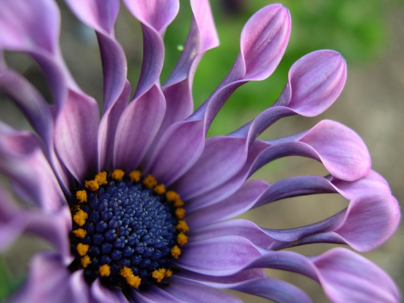 When osteospermum grows and blooms