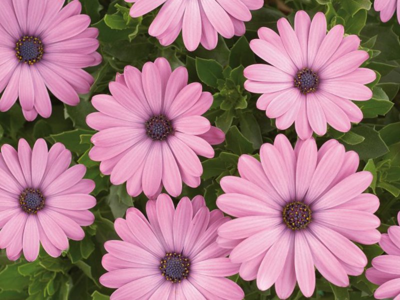 Osteospermum growing methods