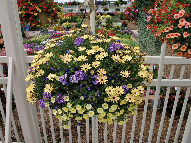 Watering and fertilizing for osteospermum