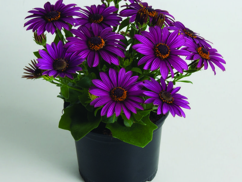 Osteospermum in the garden