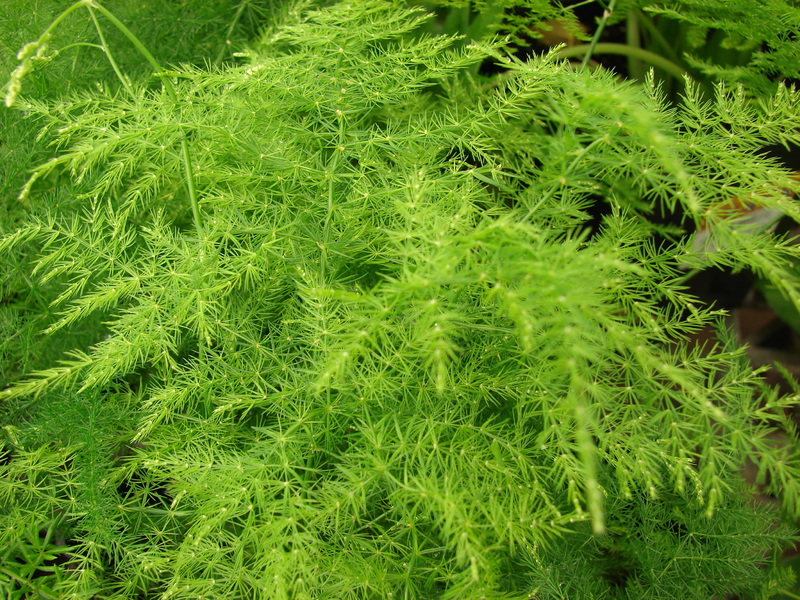 Asparagus cultivar names