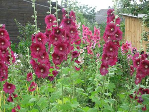 Mallow flowering period