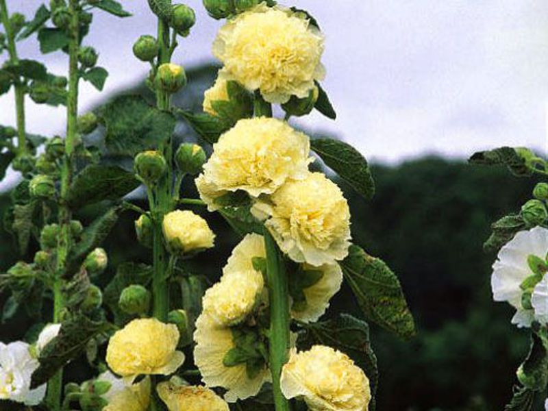 Types of mallow flower