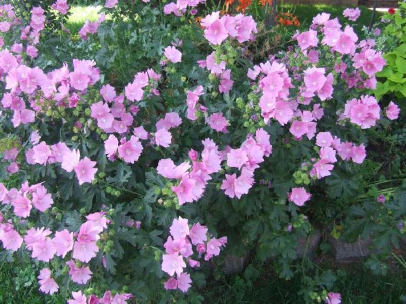 How to plant a mallow