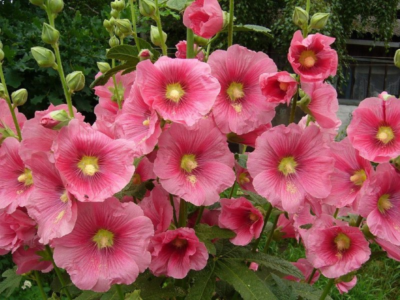 Garden flower mallow