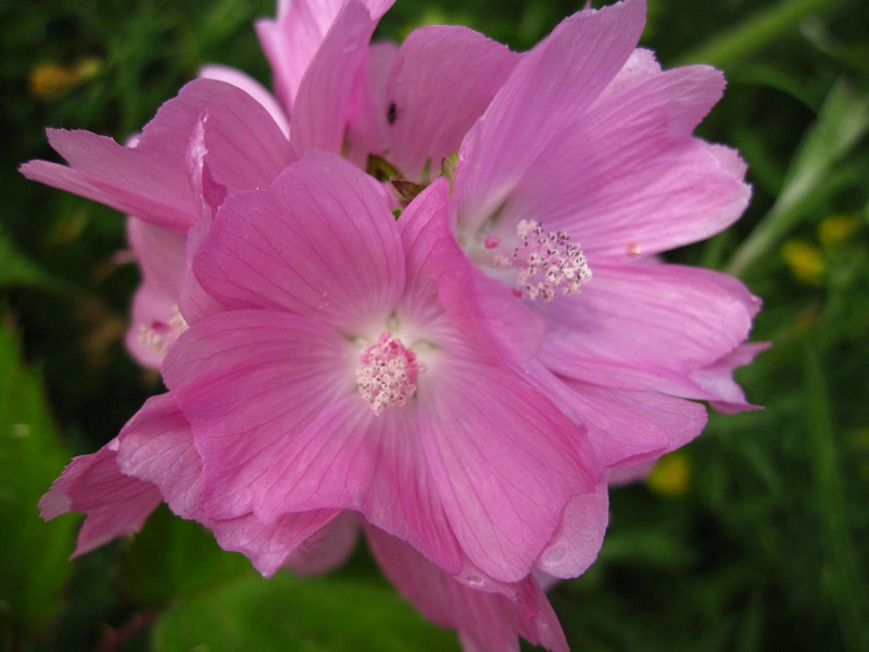 What does a mallow look like