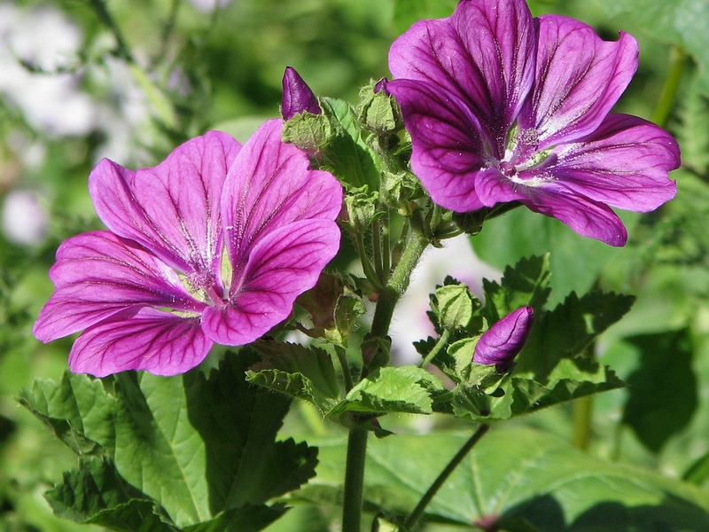 Description of the mallow plant