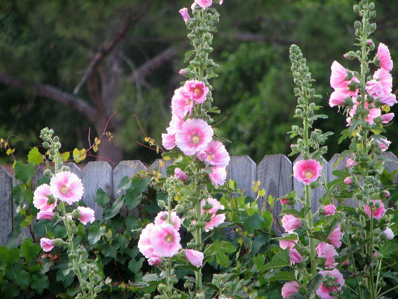 Mallow flowers