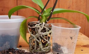 List of reasons for transplanting orchids