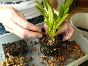 Step-by-step instructions for transplanting an orchid at home