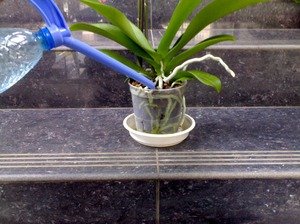 The nuances of caring for orchids after transplant