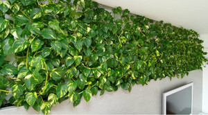 Indoor climbing plants: photos, names, descriptions