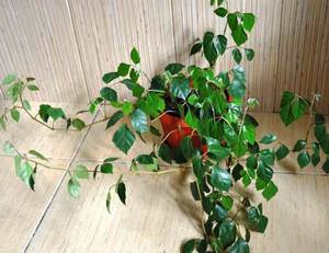 Cissus or curly birch in the room.