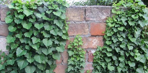 We are used to seeing ivy on the street, but in the room it can be very useful.