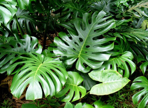 Monstera adorable - what a plant looks like.