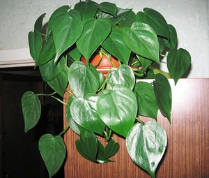 Philodendron climbing at home in a pot.