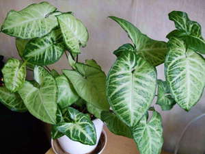 Syngonium is another curly one that looks very beautiful at home.