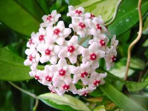 Wax ivy in bloom is shown in the photo.