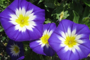 Ipomoea flower is a very bright accent in the room.