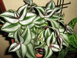 Anderson's Tradescantia is shown in the photograph.