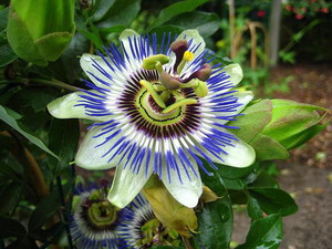 Passionflower is a climbing plant that blooms very actively at home.