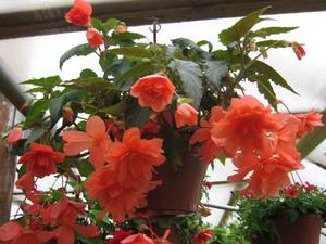 Ampelous begonia - features of care.