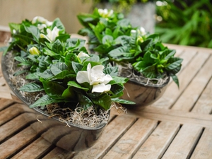 Gardenia is sold in flower shops in pots