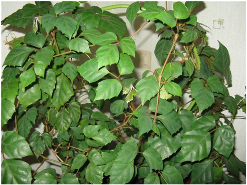 Cissus rhomboid can shade your balcony or creep along the wall.