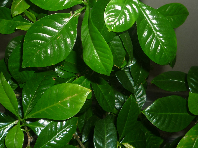 Gardenia usually does not bloom in spring.