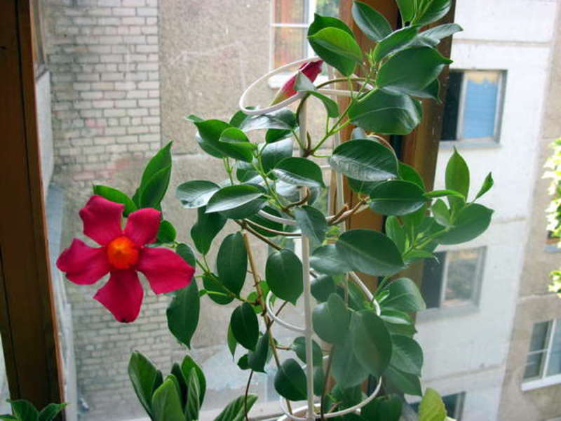 Dipladenia, although called a Mexican tree, is also a climbing plant.