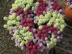 How to care for Lobularia