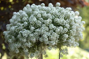 Conditions for growing lobularia