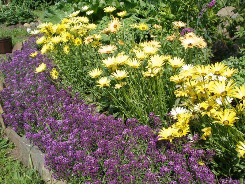 Description of the lobularia plant