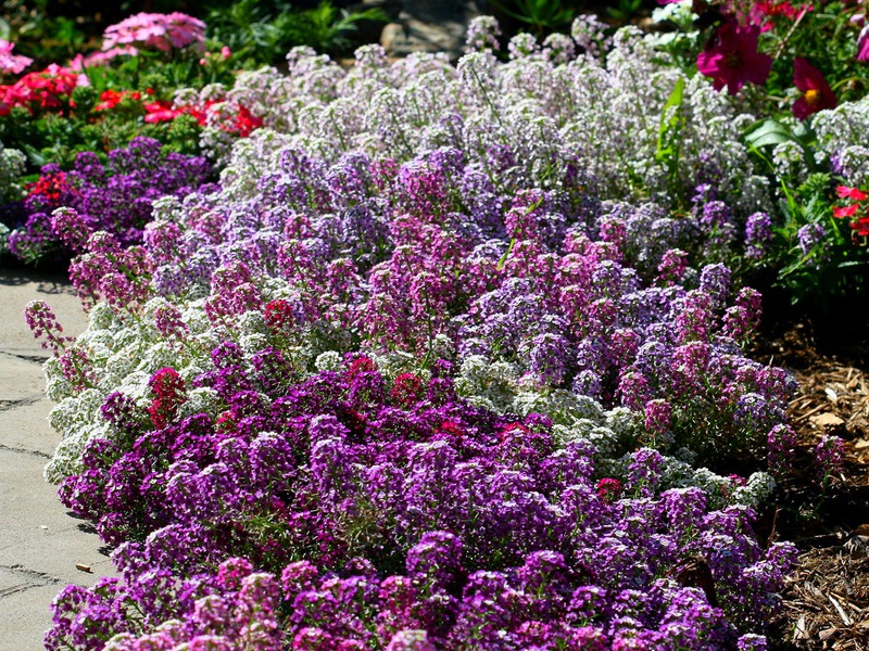 Lobularia cultivation