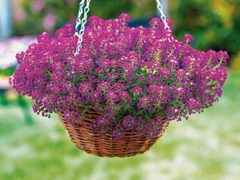 How is lobularia used