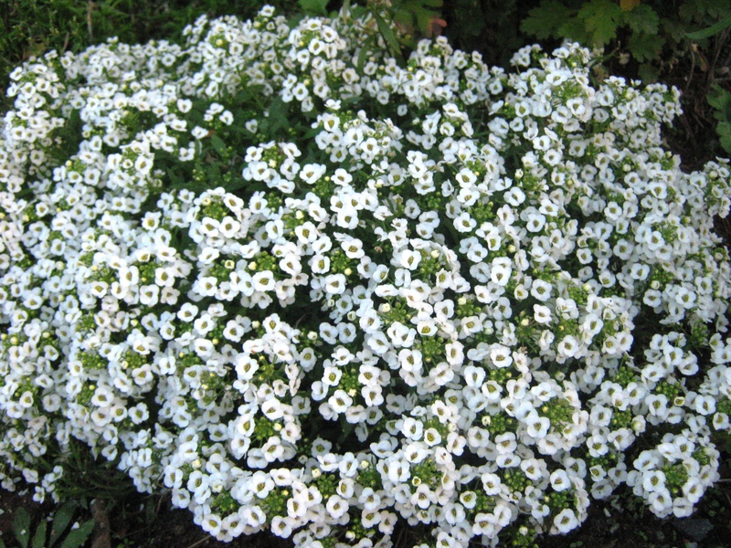 Planting lobularia in flower beds