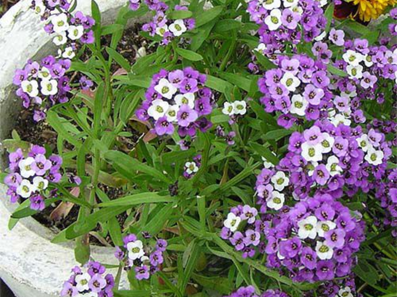 How to grow seedlings of lobularia